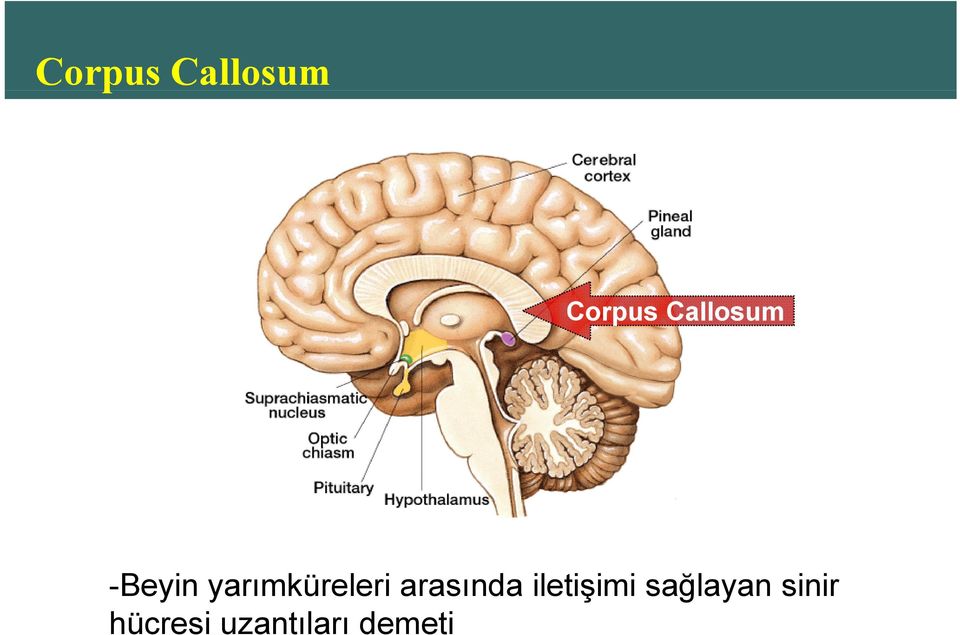 yarımküreleri arasında