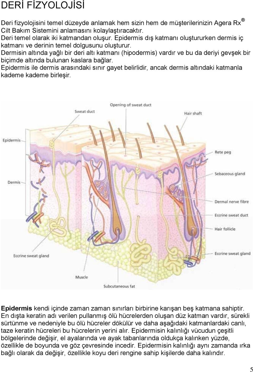 Dermisin altında yağlı bir deri altı katmanı (hipodermis) vardır ve bu da deriyi gevşek bir biçimde altında bulunan kaslara bağlar.