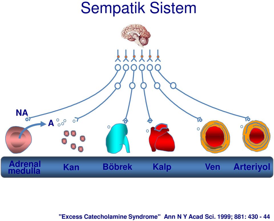 "Excess Catecholamine Syndrome"