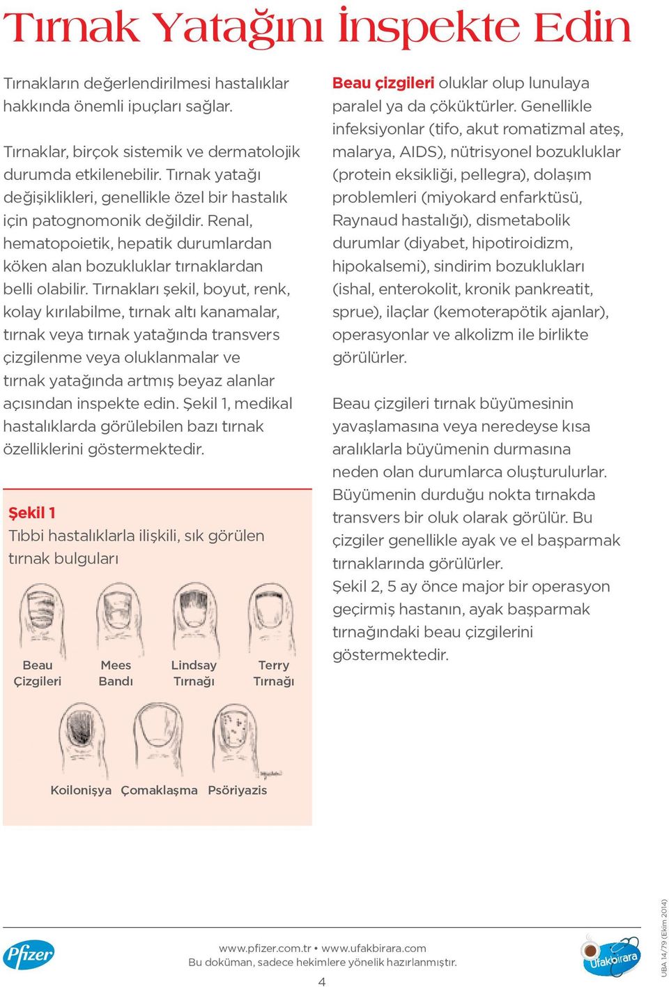 Tırnakları şekil, boyut, renk, kolay kırılabilme, tırnak altı kanamalar, tırnak veya tırnak yatağında transvers çizgilenme veya oluklanmalar ve tırnak yatağında artmış beyaz alanlar açısından