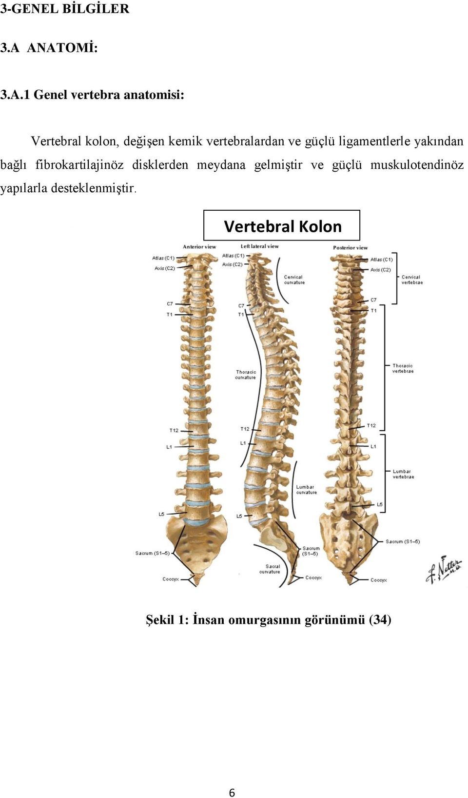 vertebralardan ve güçlü ligamentlerle yakından bağlı fibrokartilajinöz
