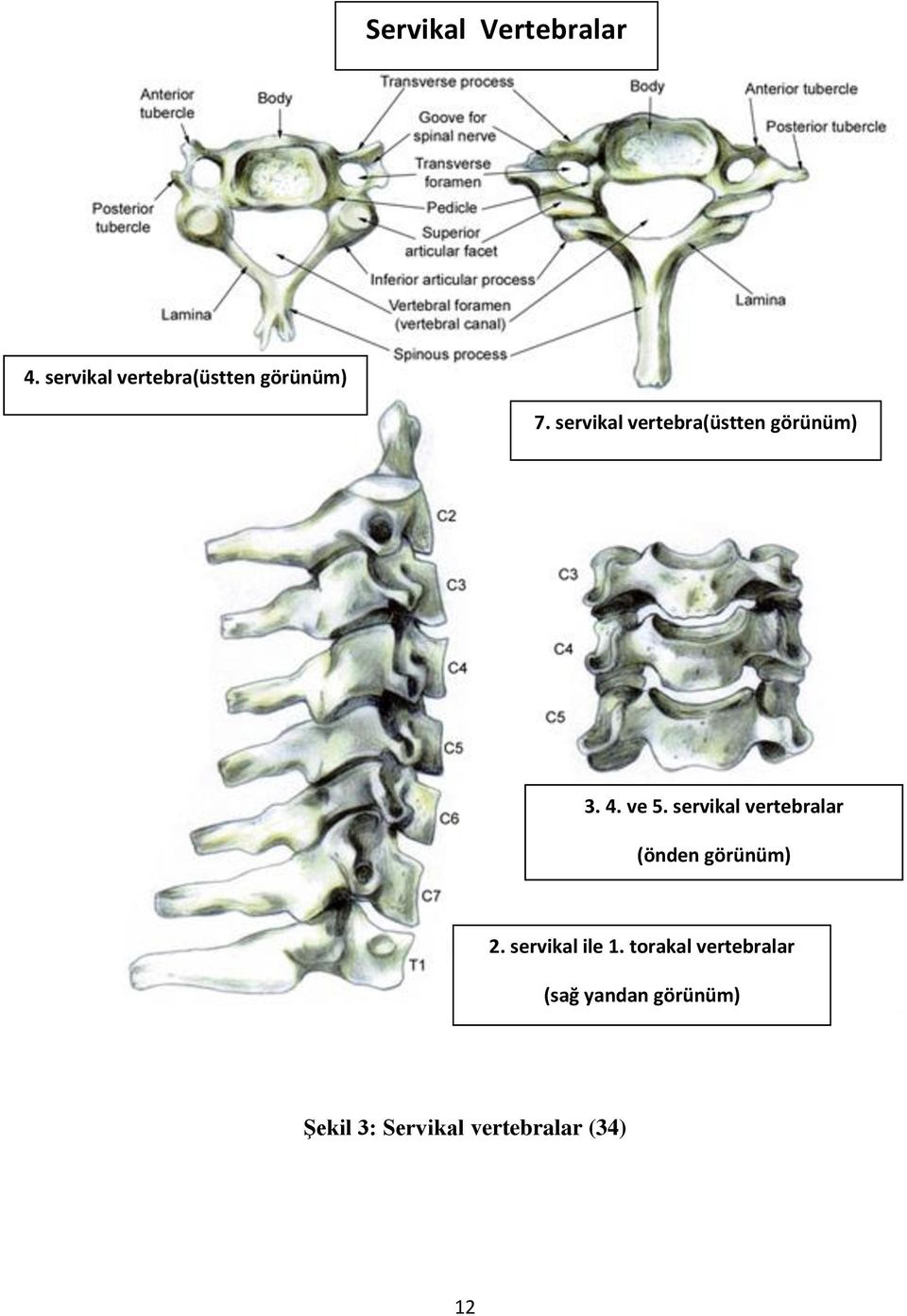 servikal vertebralar (önden görünüm) 2. servikal ile 1.
