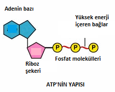 ATP nin açılımı: Adenozin Tri Fosfat ATP molekülünde yer alan fosfat molekülleri arasında kimyasal bağlar bulunur.