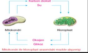 Oksijenli solunum hücrede nerede meydana gelir? Oksijenli solunum iki aşamada gerçekleşir. İlk evresi sitoplazma içerisinde; ikinci evresi mitokondri adı verilen organel içerisinde gerçekleşir.