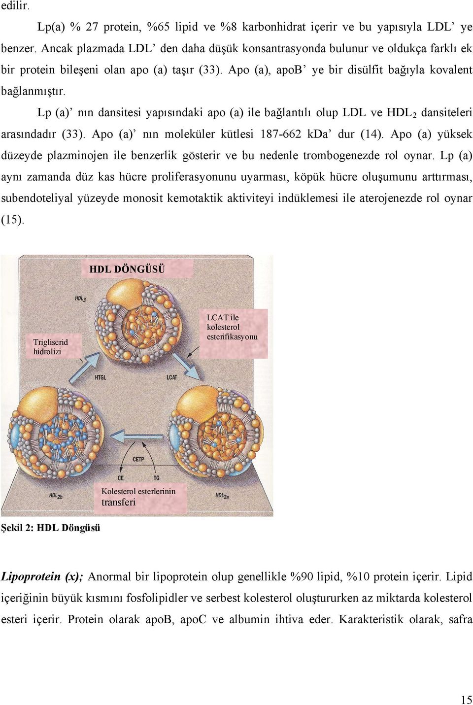 Lp (a) nın dansitesi yapısındaki apo (a) ile bağlantılı olup LDL ve HDL 2 dansiteleri arasındadır (33). Apo (a) nın moleküler kütlesi 187-662 kda dur (14).