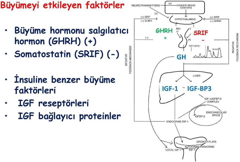 (-) GHRH + GH SRIF - İnsuline benzer büyüme