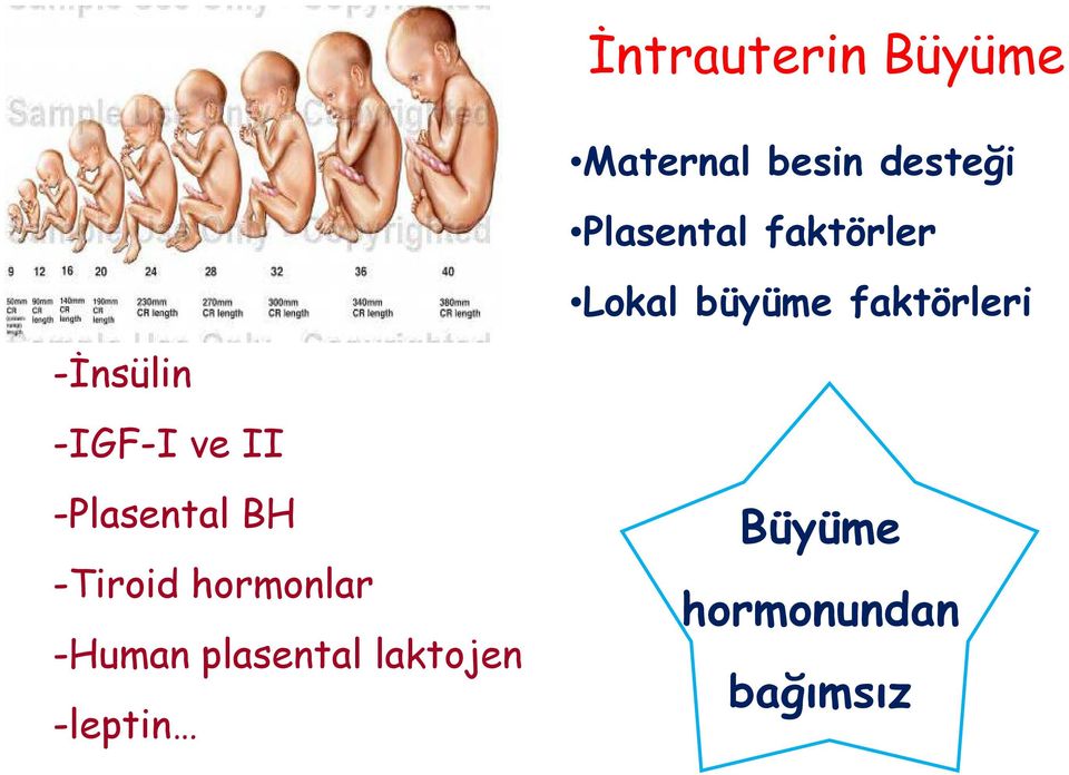-İnsülin -IGF-I ve II -Plasental BH -Tiroid