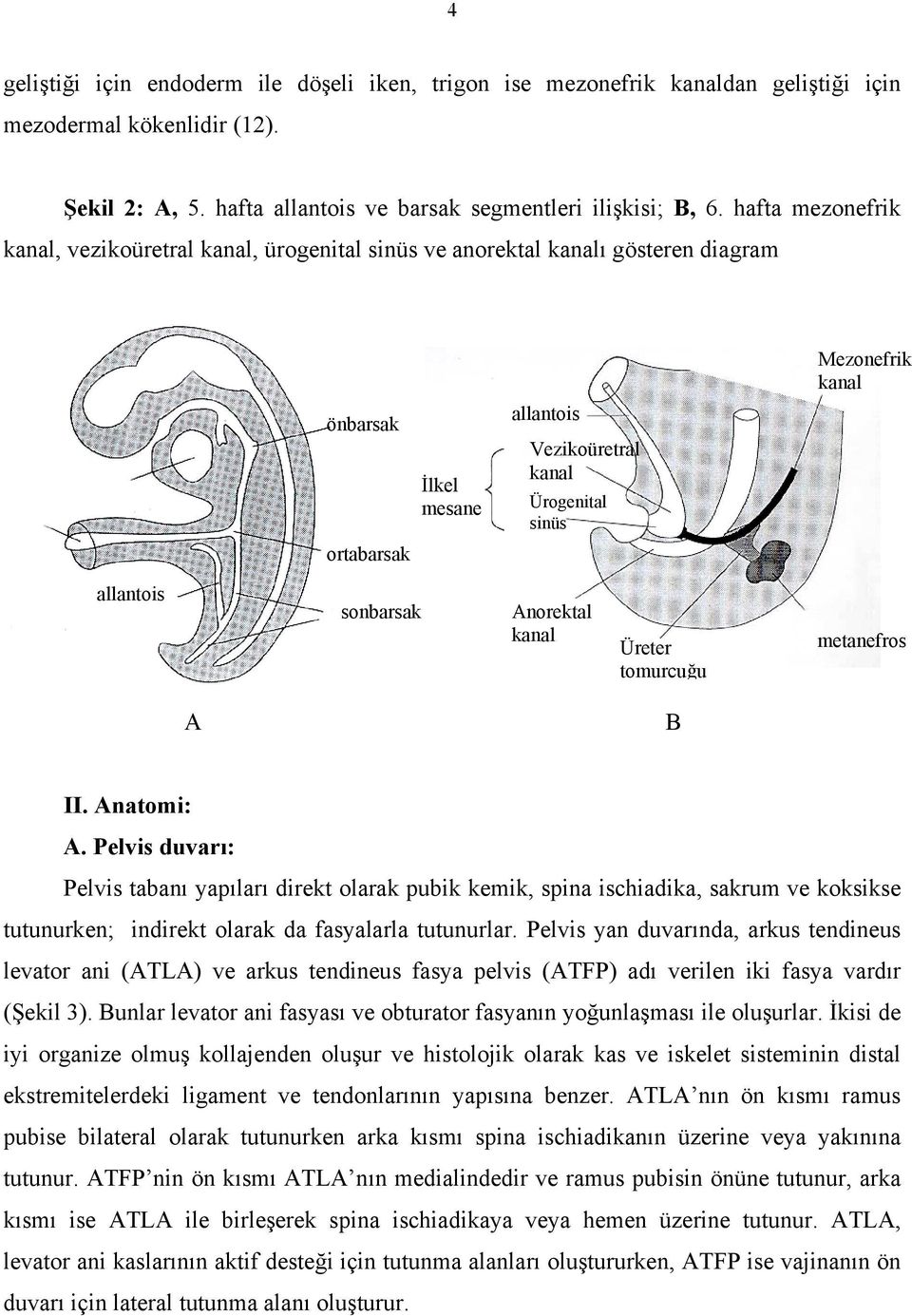 allantois sonbarsak Anorektal kanal Üreter tomurcuğu metanefros A B II. Anatomi: A.
