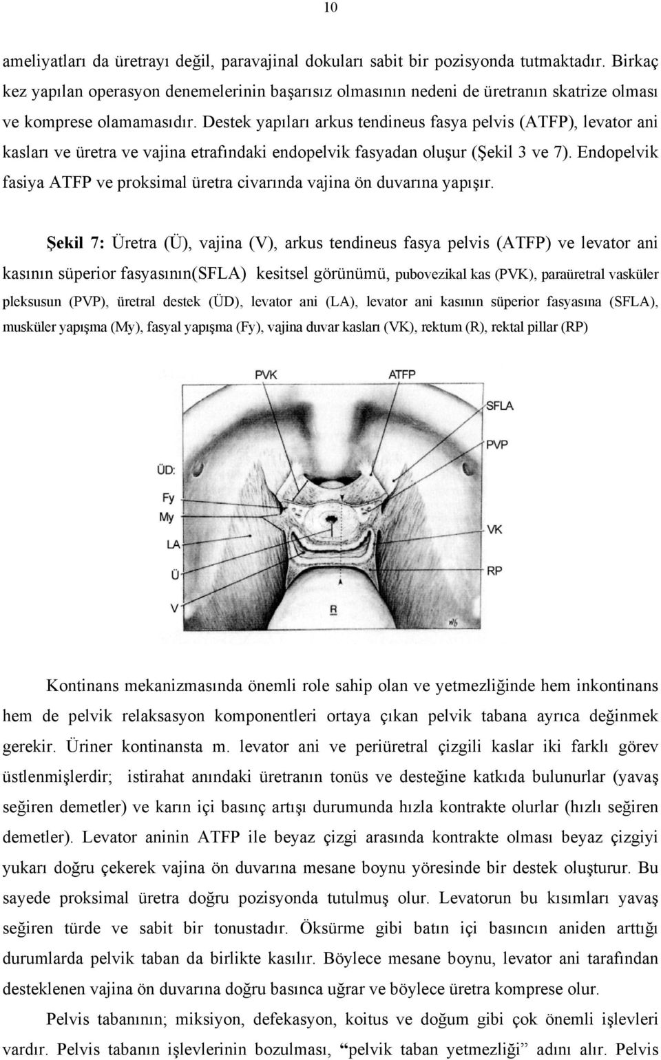 Destek yapıları arkus tendineus fasya pelvis (ATFP), levator ani kasları ve üretra ve vajina etrafındaki endopelvik fasyadan oluşur (Şekil 3 ve 7).