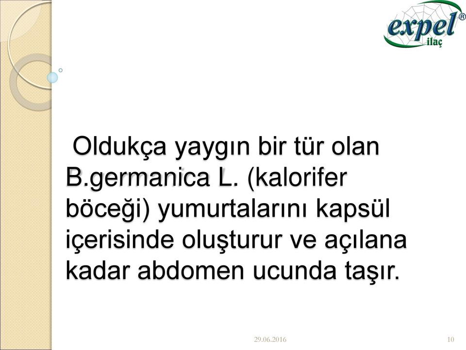 (kalorifer böceği) yumurtalarını