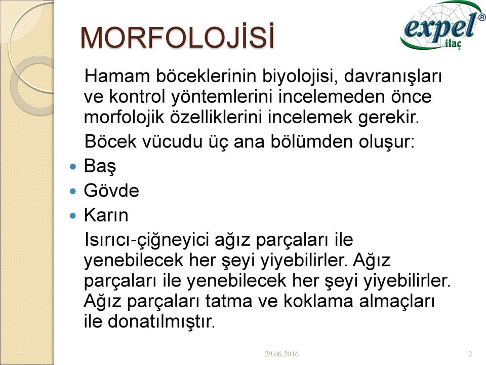 Böcek vücudu üç ana bölümden oluşur: Baş Gövde Karın Isırıcı-çiğneyici ağız parçaları ile