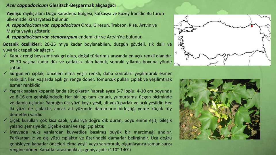 Botanik özellikleri: 20-25 m ye kadar boylanabilen, düzgün gövdeli, sık dallı ve yuvarlak tepeli bir ağaçtır. Kabuk rengi beyazımtırak gri olup, doğal türlerimiz arasında en açık renkli olanıdır.