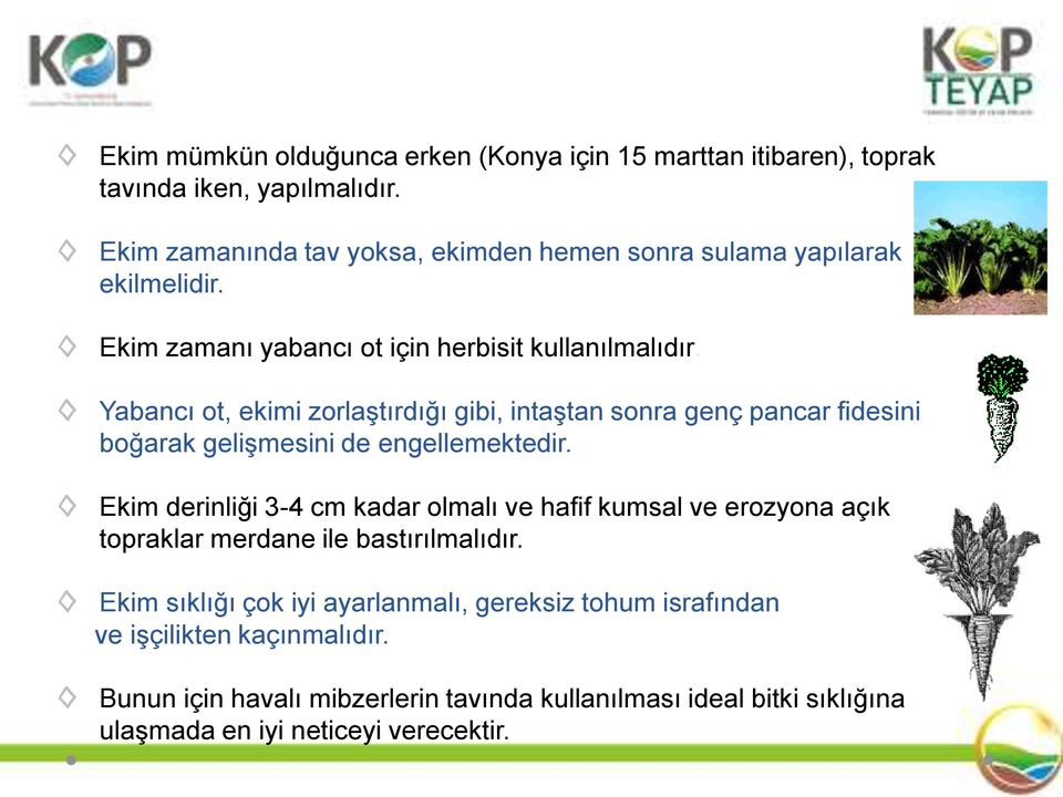 Yabancı ot, ekimi zorlaştırdığı gibi, intaştan sonra genç pancar fidesini boğarak gelişmesini de engellemektedir.