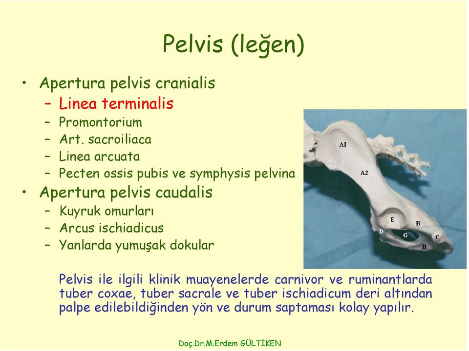 omurları Arcus ischiadicus Yanlarda yumuşak dokular Pelvis ile ilgili klinik muayenelerde carnivor ve