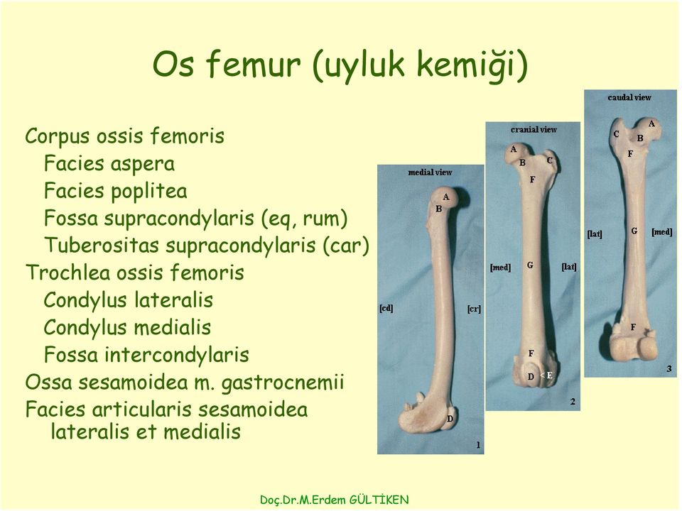 ossis femoris Condylus lateralis Condylus medialis Fossa intercondylaris