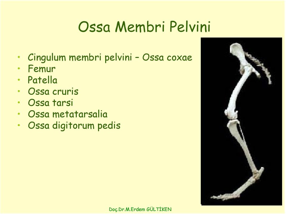 Patella Ossa cruris Ossa tarsi