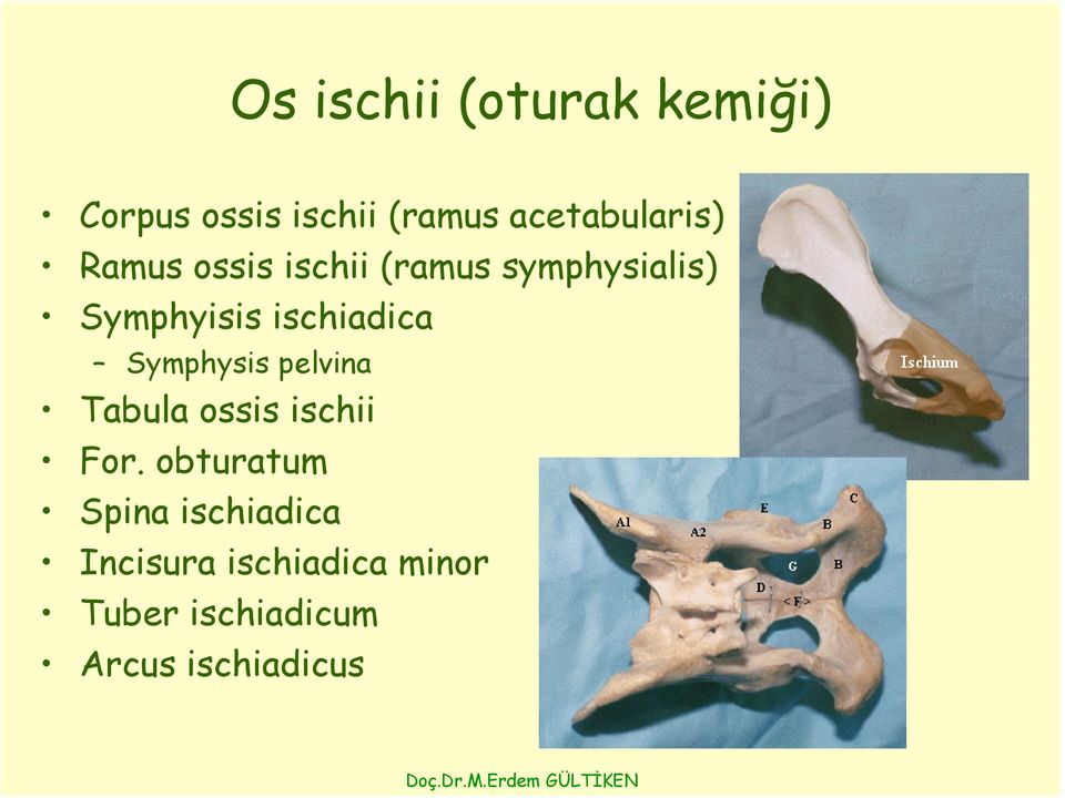 ischiadica Symphysis pelvina Tabula ossis ischii For.