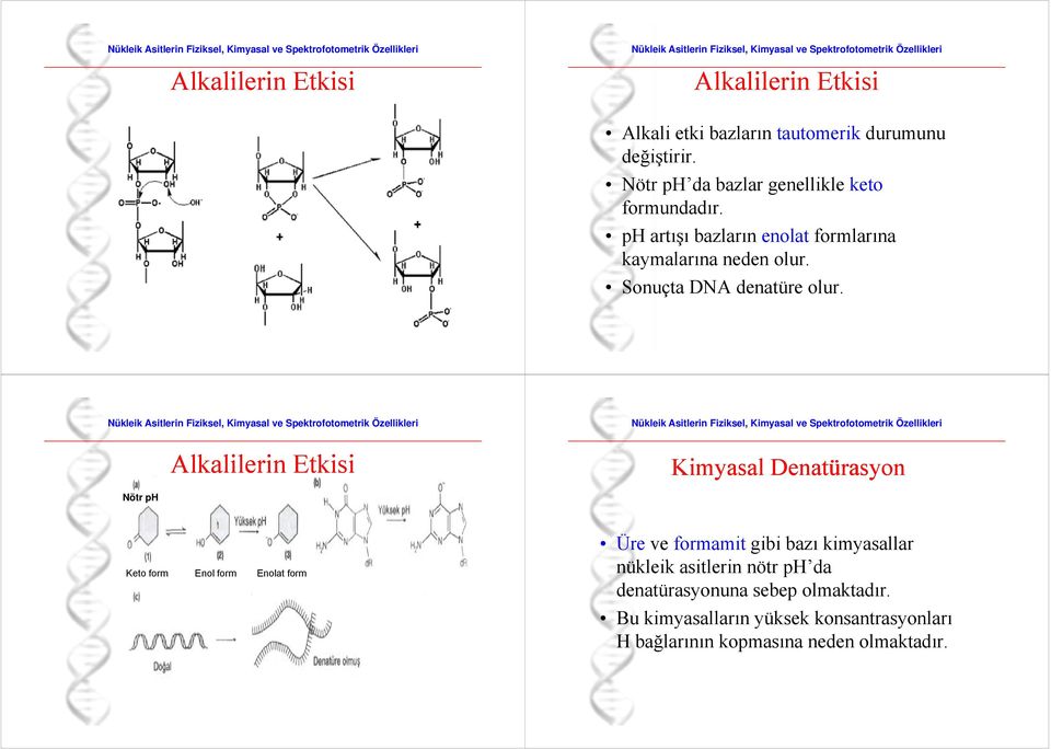 Sonuçta DNA denatüre olur.