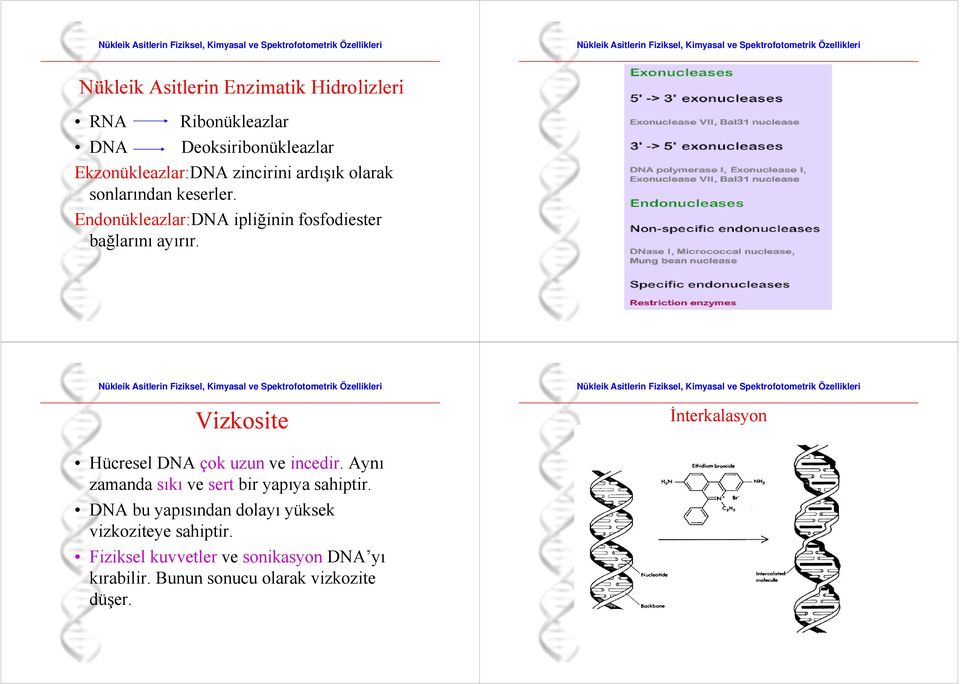 Vizkosite İnterkalasyon Hücresel DNA çok uzun ve incedir. Aynı zamanda sıkı ve sert bir yapıya sahiptir.