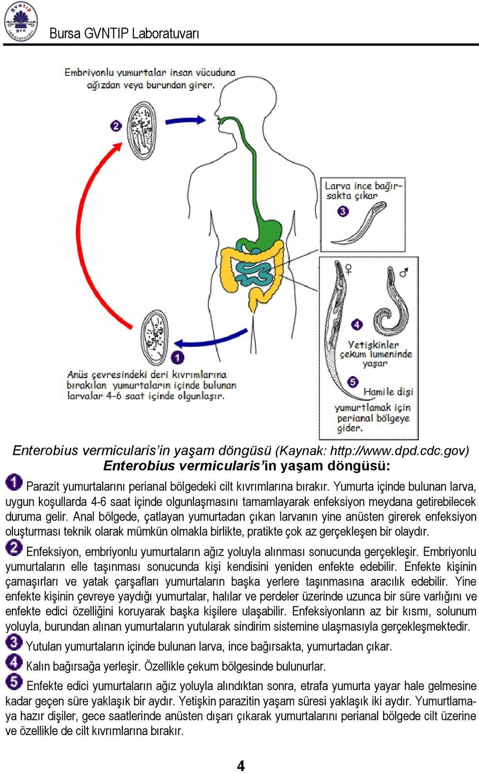 Yumurta içinde bulunan larva, uygun koşullarda 4-6 saat içinde olgunlaşmasını tamamlayarak enfeksiyon meydana getirebilecek duruma gelir.