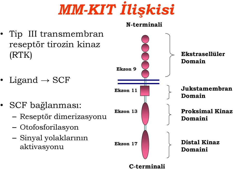 aktivasyonu Ekzon 9 Ekzon 11 Ekzon 13 Ekzon 17 N-terminali Ekstrasellüler