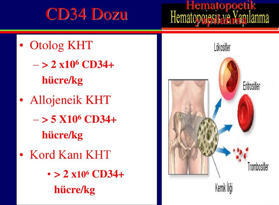 CD34+ hücre/kg Kord Kanı KHT > 2