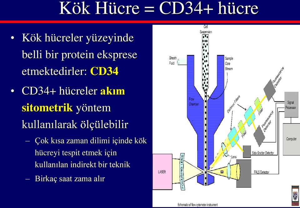 kullanılarak ölçülebilir Çok kısa zaman dilimi içinde kök hücreyi