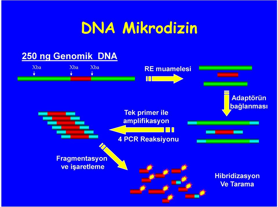 amplifikasyon Adaptörün bağlanması 4 PCR