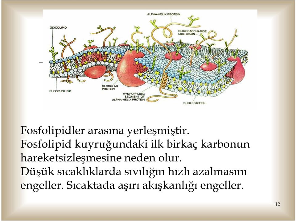 hareketsizleşmesine neden olur.