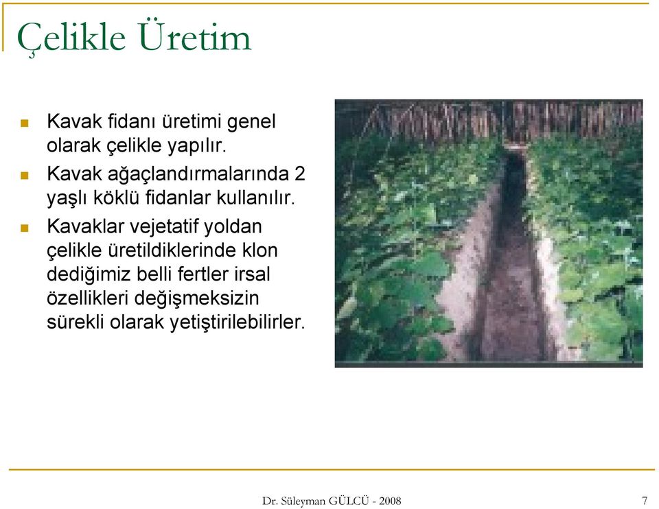 Kavaklar vejetatif yoldan çelikle üretildiklerinde klon dediğimiz belli