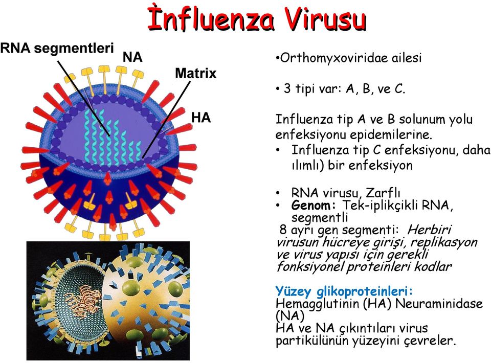 Influenza tip C enfeksiyonu, daha ılımlı) bir enfeksiyon RNA virusu, Zarflı Genom: Tek-iplikçikli RNA, segmentli 8 ayrı gen