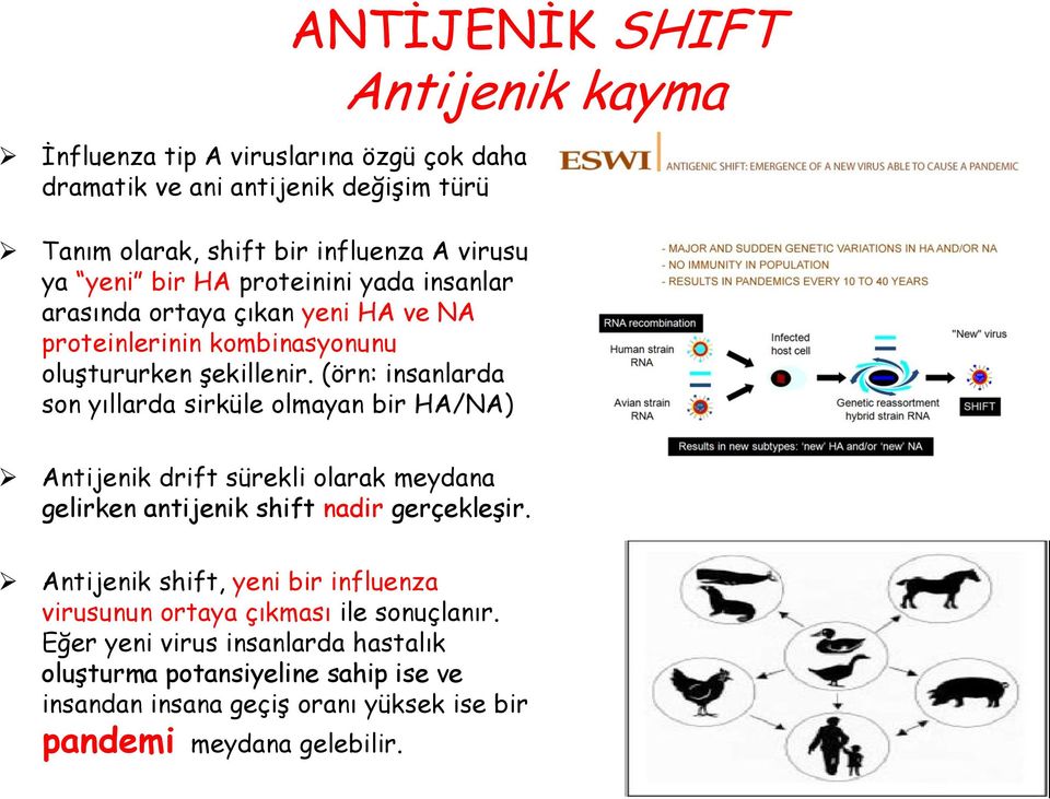 (örn: insanlarda son yıllarda sirküle olmayan bir HA/NA) ANTĠJENĠK SHIFT Antijenik kayma Antijenik drift sürekli olarak meydana gelirken antijenik shift nadir