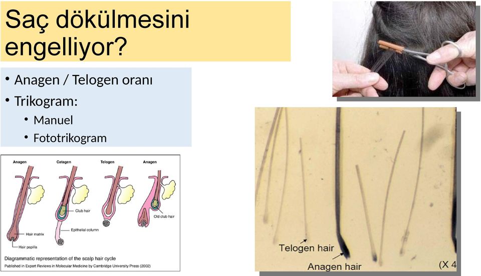 Anagen / Telogen