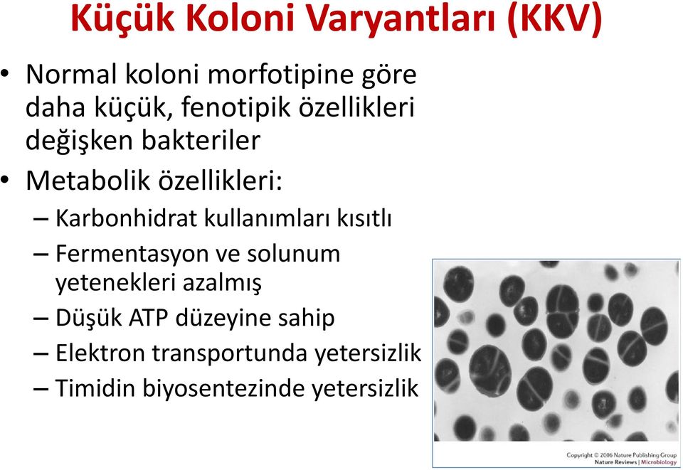 kullanımları kısıtlı Fermentasyon ve solunum yetenekleri azalmış Düşük ATP