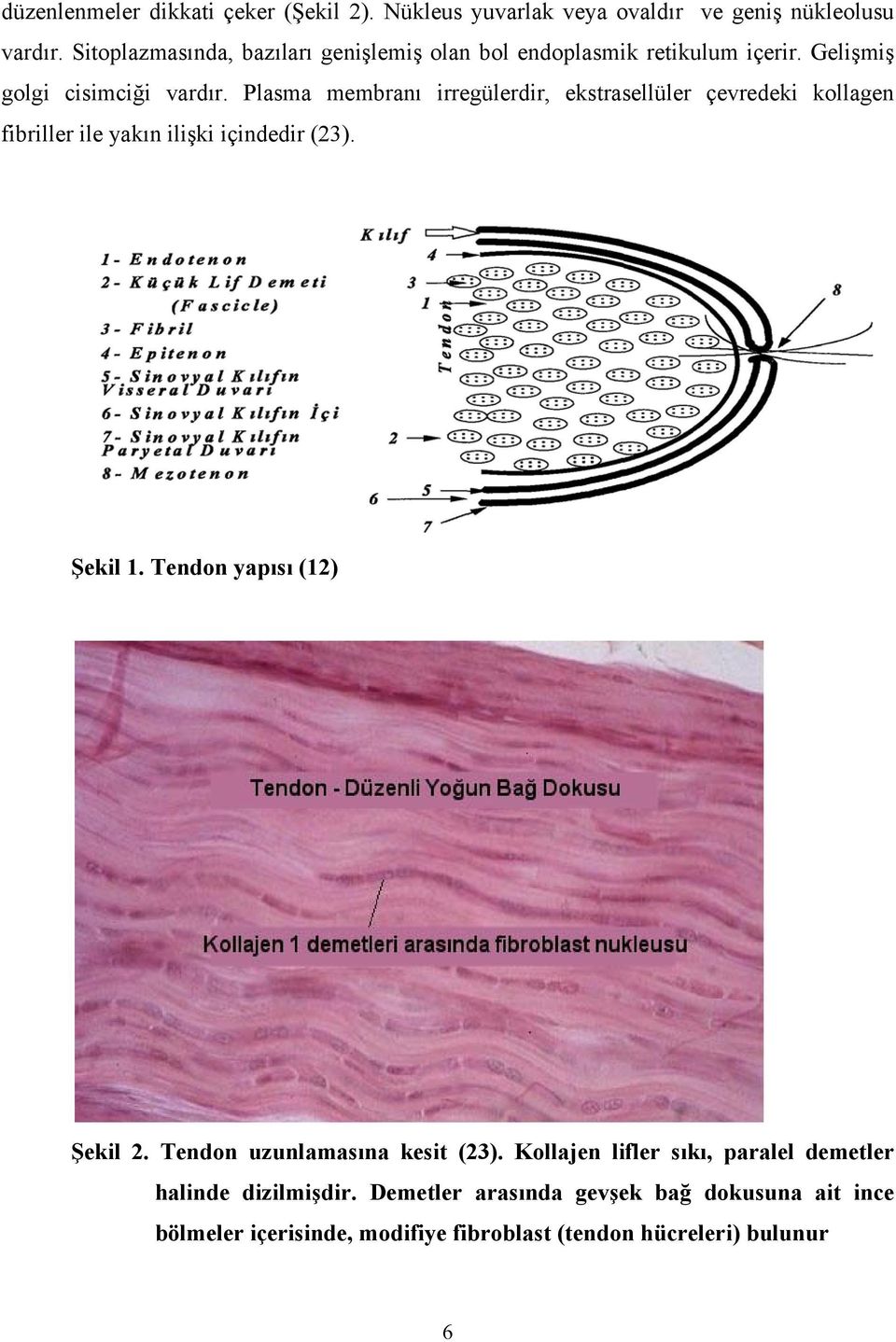 Plasma membranı irregülerdir, ekstrasellüler çevredeki kollagen fibriller ile yakın ilişki içindedir (23). Şekil 1.