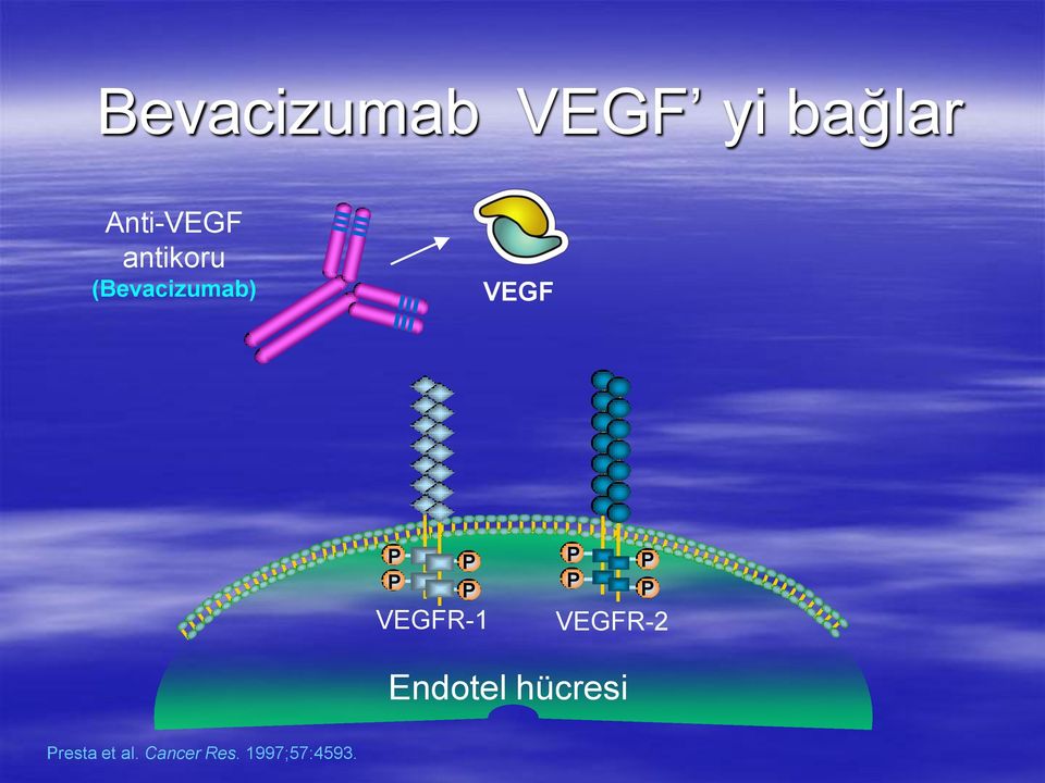 VEGFR-1 P P P P VEGFR-2 Endotel