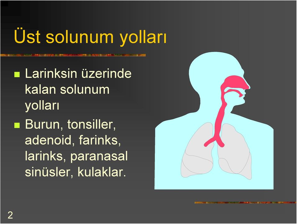 Burun, tonsiller, adenoid,