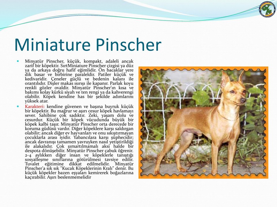 Minyatür Pinscher'ın kısa ve bakımı kolay kürkü siyah ve ten rengi ya da kahverengi olabilir. Köpek kendine has bir şekilde adımlarını yüksek atar.