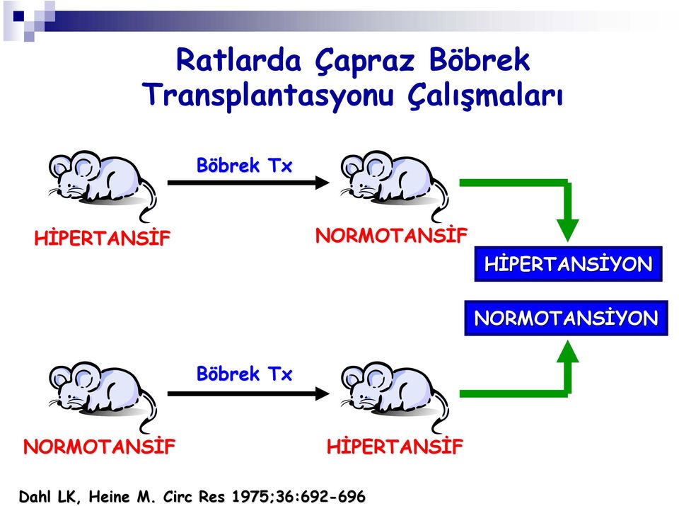 HİPERTANSİYON NORMOTANSİYON Böbrek Tx