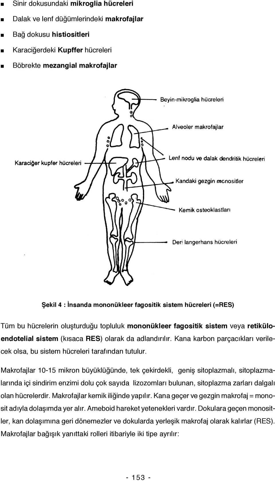 Kana karbon parçacıkları verilecek olsa, bu sistem hücreleri tarafından tutulur.