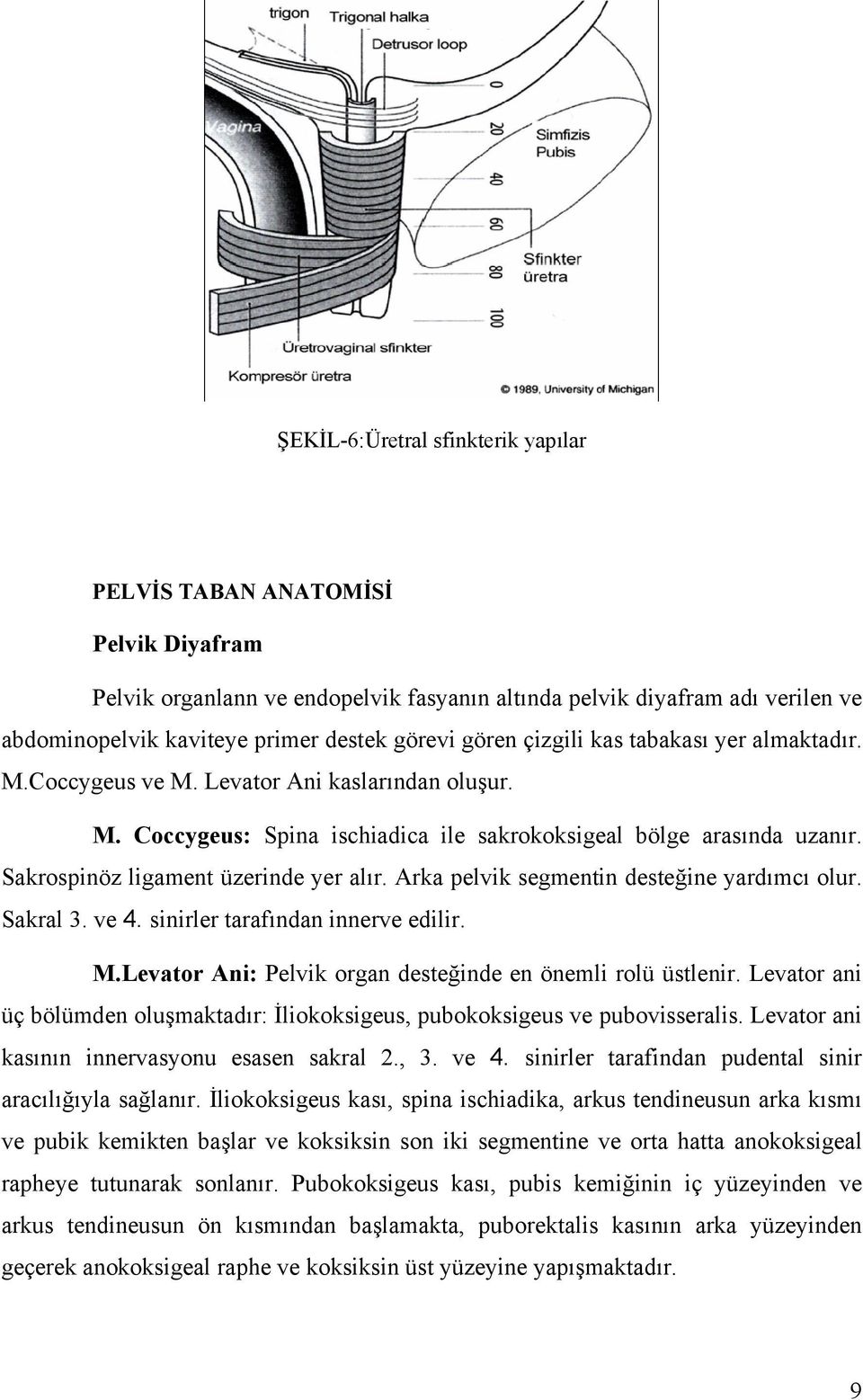 Sakrospinöz ligament üzerinde yer alır. Arka pelvik segmentin desteğine yardımcı olur. Sakral 3. ve 4. sinirler tarafından innerve edilir. M.