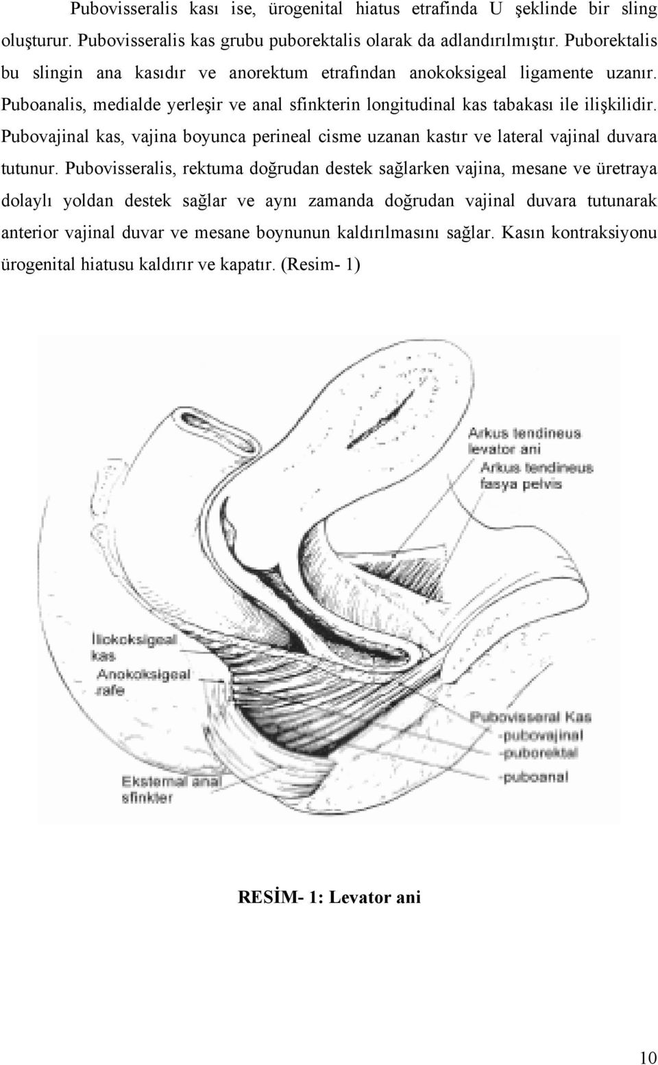 Pubovajinal kas, vajina boyunca perineal cisme uzanan kastır ve lateral vajinal duvara tutunur.