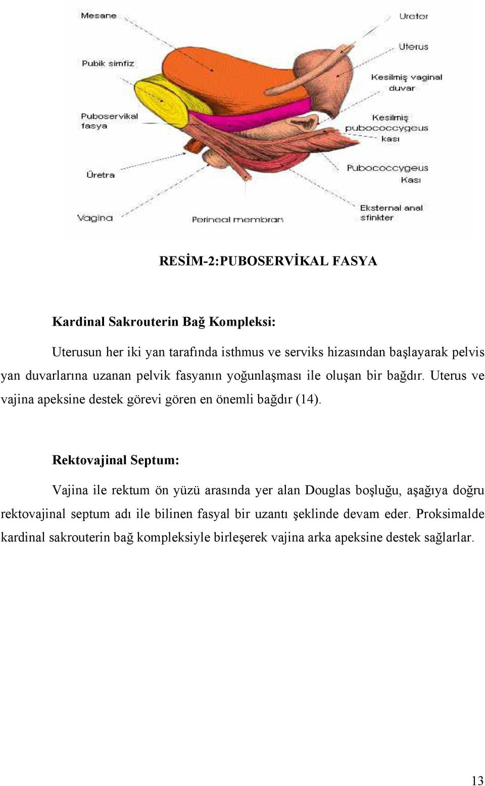 Uterus ve vajina apeksine destek görevi gören en önemli bağdır (14).