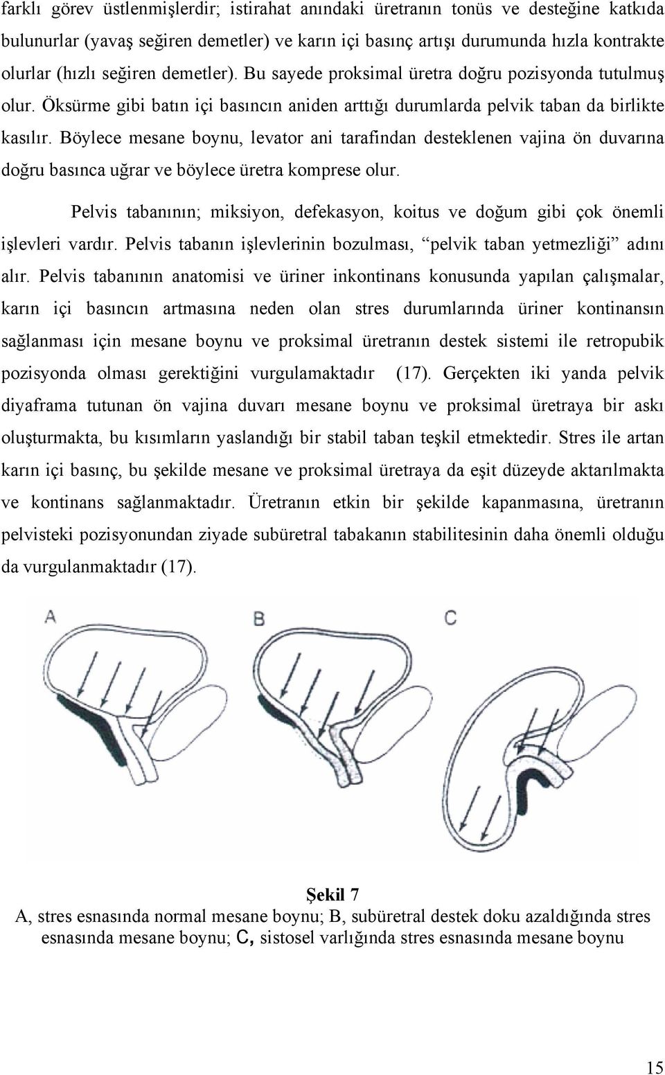 Böylece mesane boynu, levator ani tarafindan desteklenen vajina ön duvarına doğru basınca uğrar ve böylece üretra komprese olur.