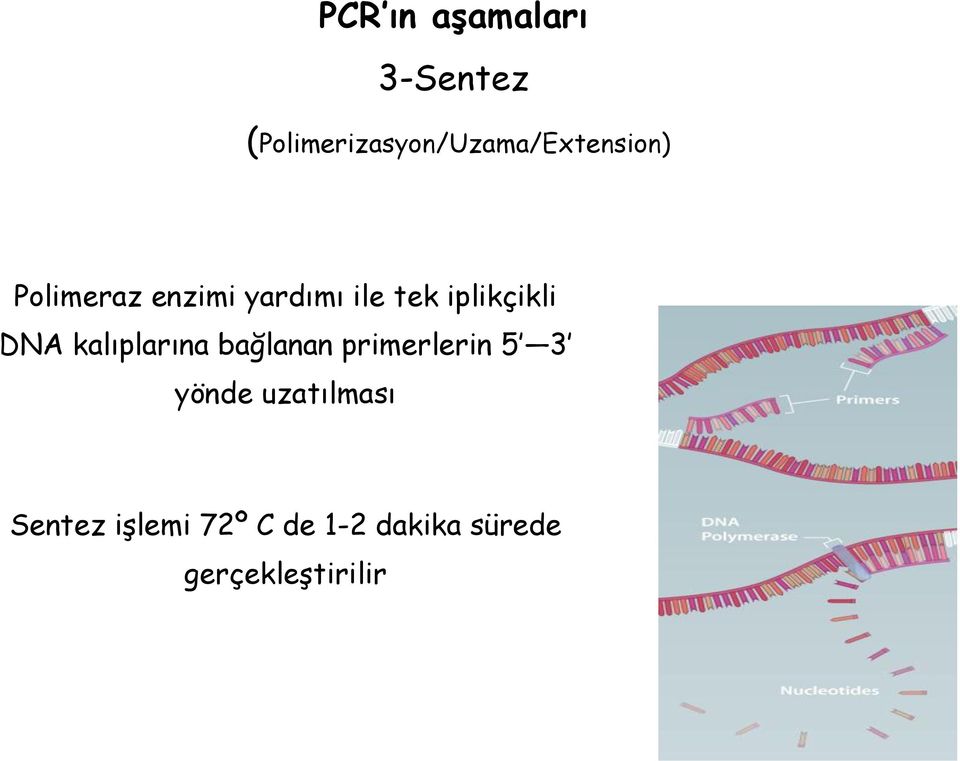 yardımı ile tek iplikçikli DNA kalıplarına bağlanan