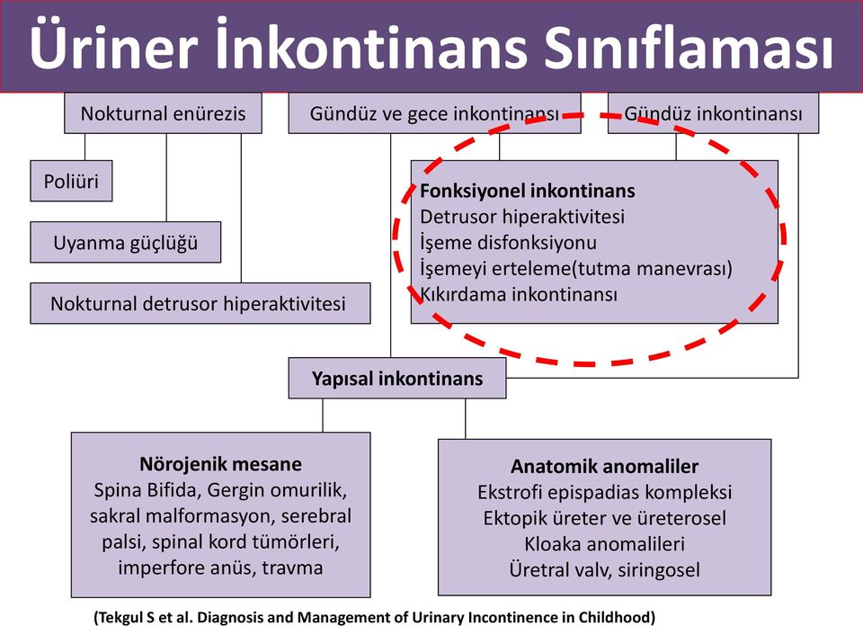 mesane Spina Bifida, Gergin omurilik, sakral malformasyon, serebral palsi, spinal kord tümörleri, imperfore anüs, travma Anatomik anomaliler Ekstrofi