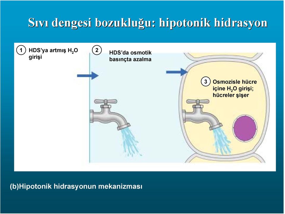 basınçta azalma 3 Osmozisle hücre içine H 2