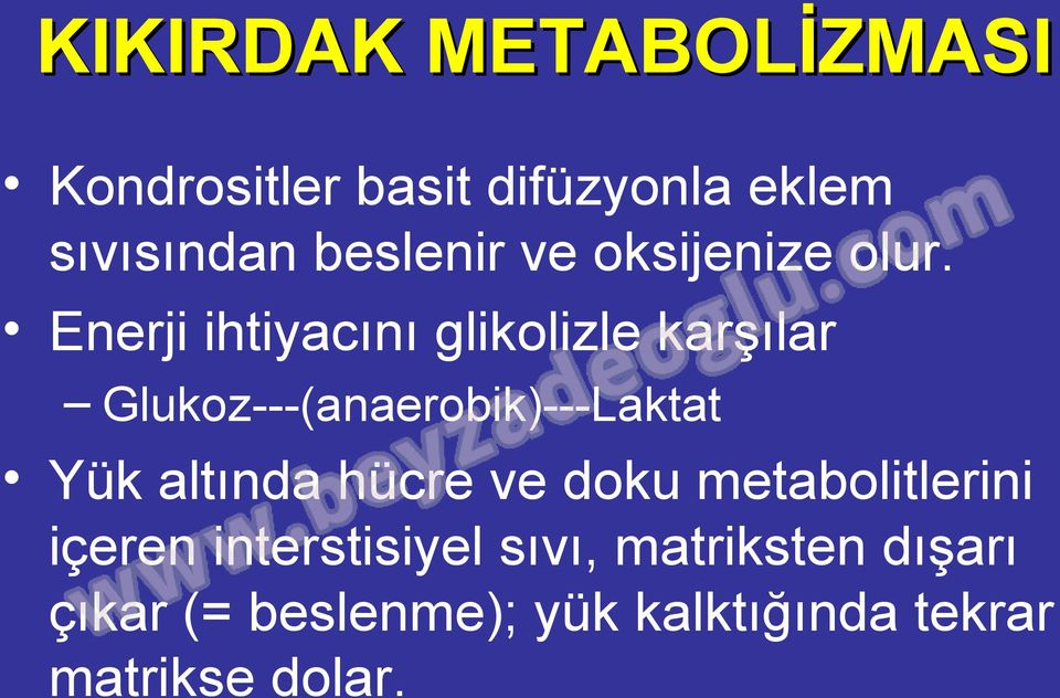 Enerji ihtiyacını glikolizle karşılar Glukoz---(anaerobik)---Laktat Yük