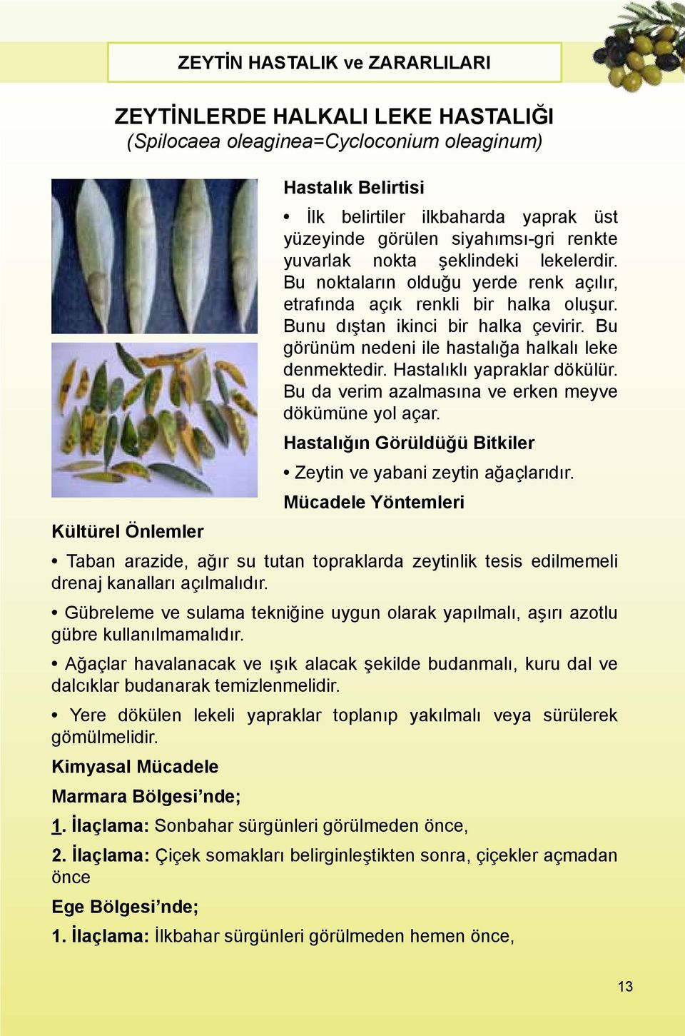 Hastalıklı yapraklar dökülür. Bu da verim azalmasına ve erken meyve dökümüne yol açar. Hastalığın Görüldüğü Bitkiler Zeytin ve yabani zeytin ağaçlarıdır.