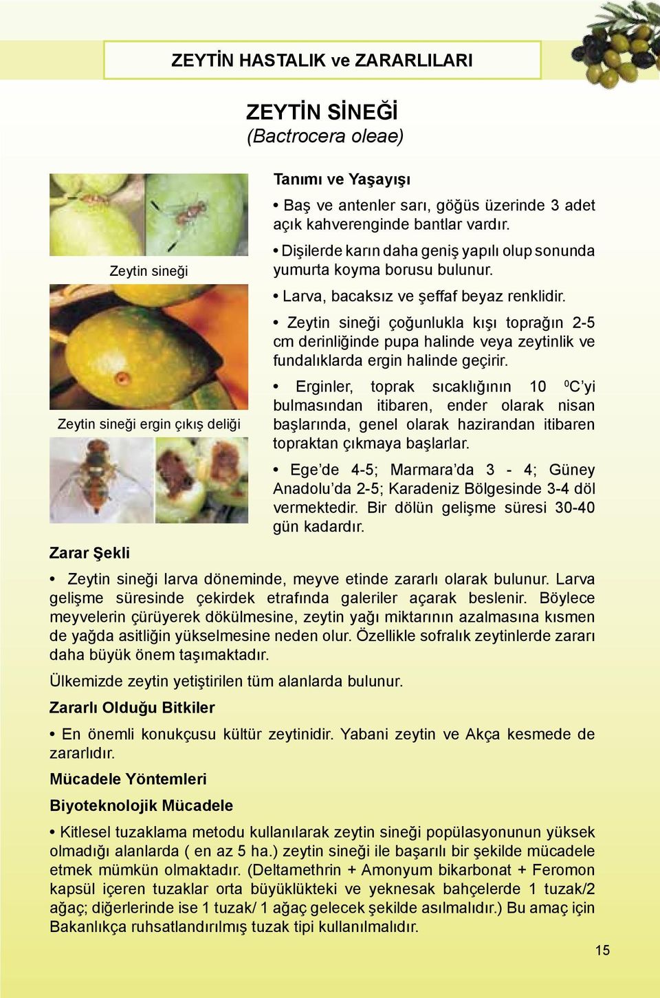 Zeytin sineği çoğunlukla kışı toprağın 2-5 cm derinliğinde pupa halinde veya zeytinlik ve fundalıklarda ergin halinde geçirir.